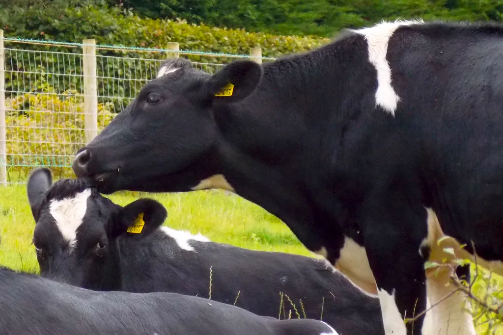 Black and white dairy cows by a farm fence