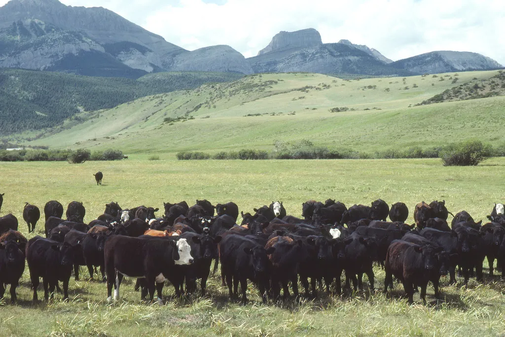 Herd of cattle grazing on a mountain pasture below rocky peaks